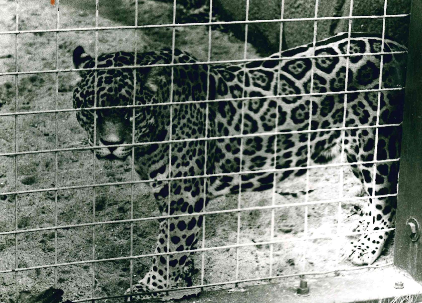 Jaguar
